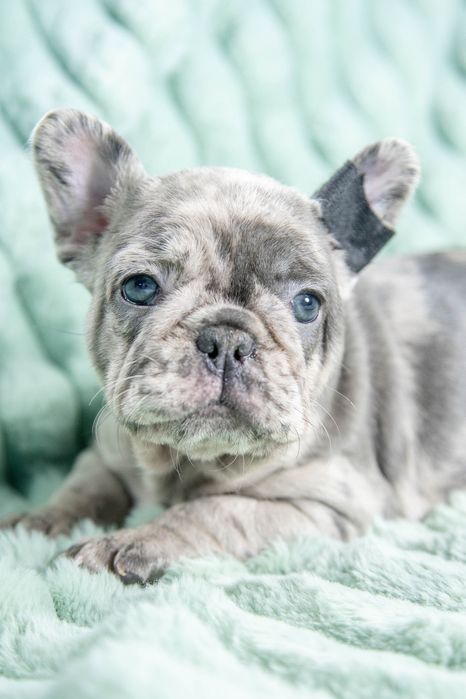 bulldog francez blue merle