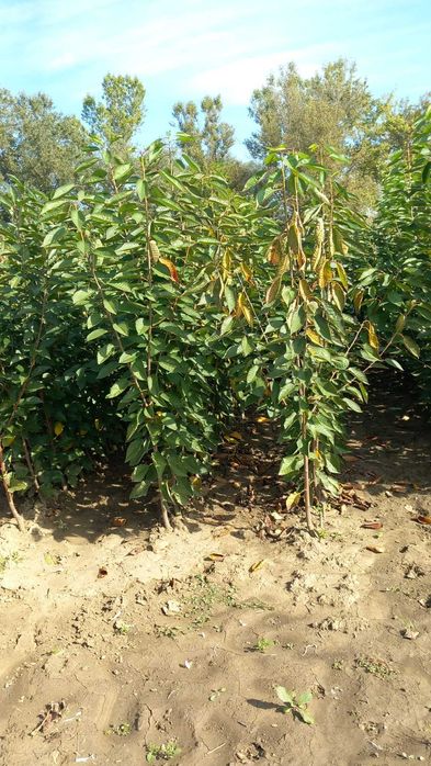 PEPINIERA TOCACIU va ofera  spre vanzare pomi fructiferi altoiti !