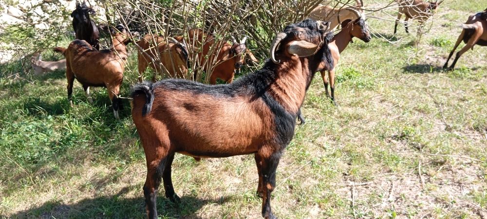 Vând turma  mica de capre