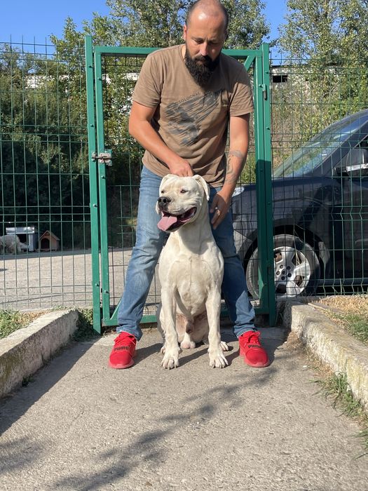 Dogo Argentino / Dog Argentinian