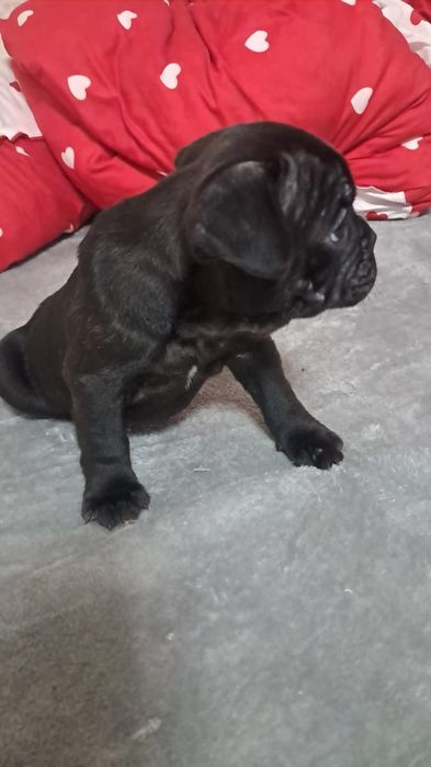 Французский бульдог мальчик чёрный