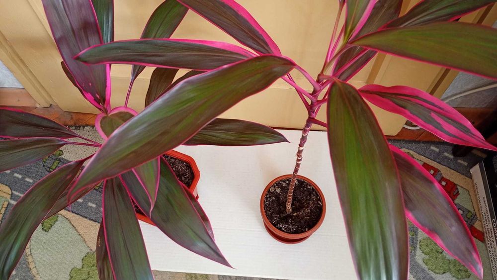 Цветя -Корделина апикална