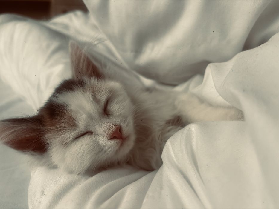 Милые котята в поисках дома