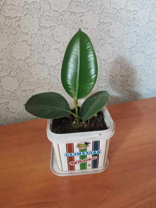 Фикус красивый, не прихотливый