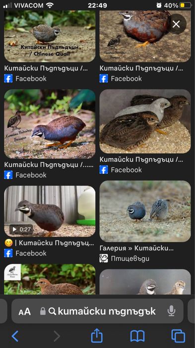 Китайски пъдпъдъци