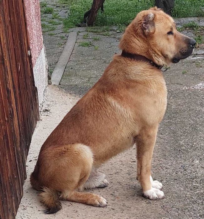 Продавам кученца порода- КАНГАЛ