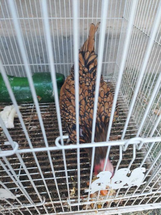 Zolotoy sibrayt jo'ja xo'rozchasi sotiladi