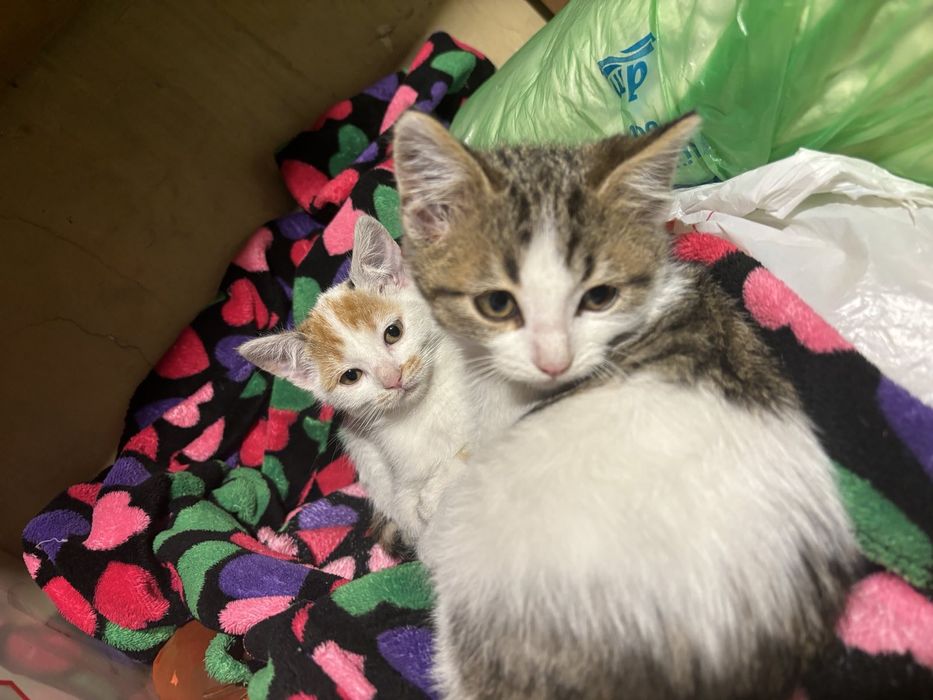 Подарявам котенца!