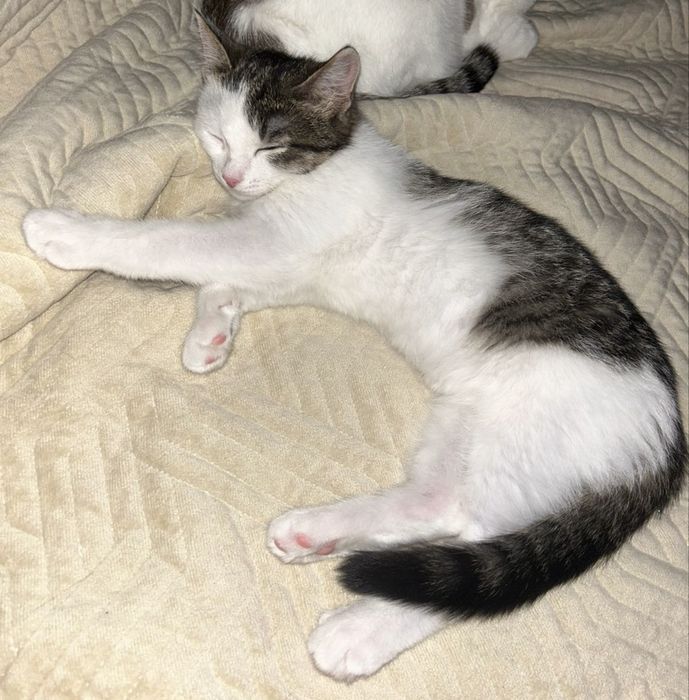 Маленькая красивая кошечка срочно ищет дом