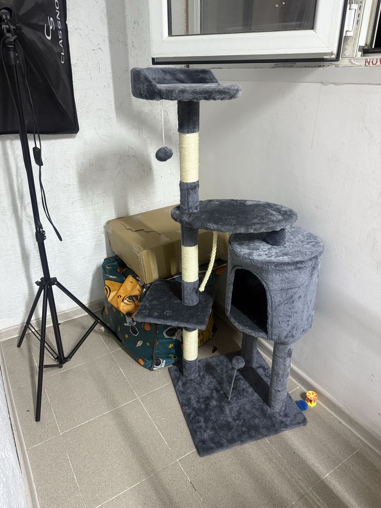 Котята, 2,5 месяца