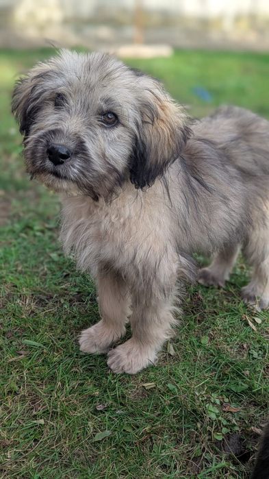 2 Catelusi din Tocile pentru adopție