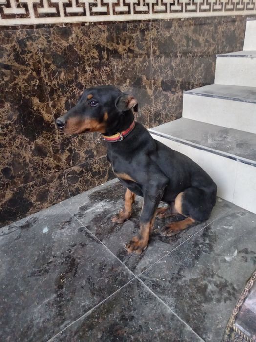 Barcha ikol dorilari qo'yilgan 100% narxi 200 $