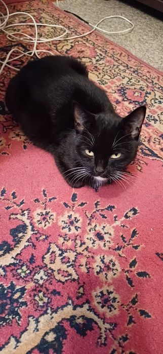 Потерялась кошка , может кто видел или забрал себе