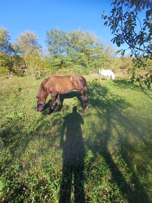 Manz de vânzare 6 luni