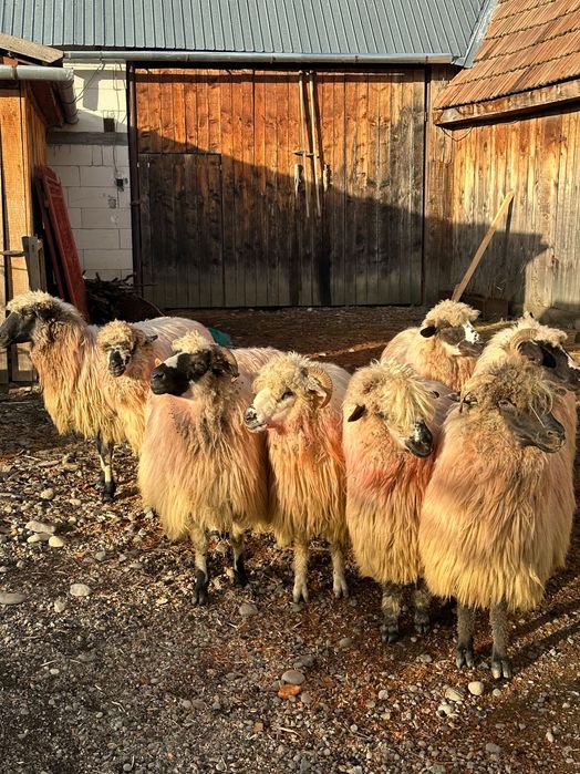 De vânzare 7 oi 900 bucata