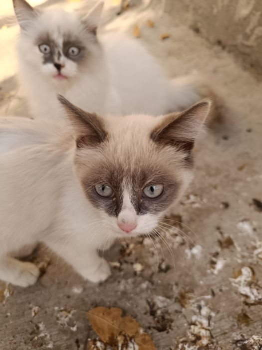 Пристраиваю котят, в добрые руки