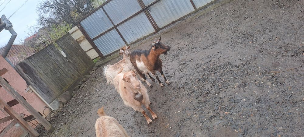 De vnzare 3 capre și un țap