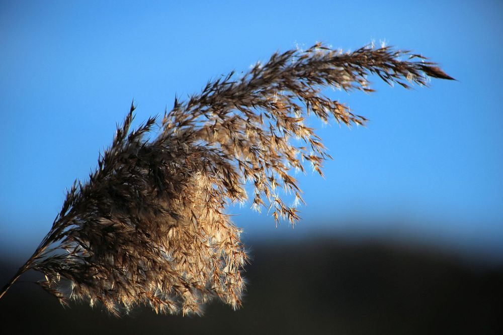 Canon 75-300mm f/4-5.6 II EF обектив Канон