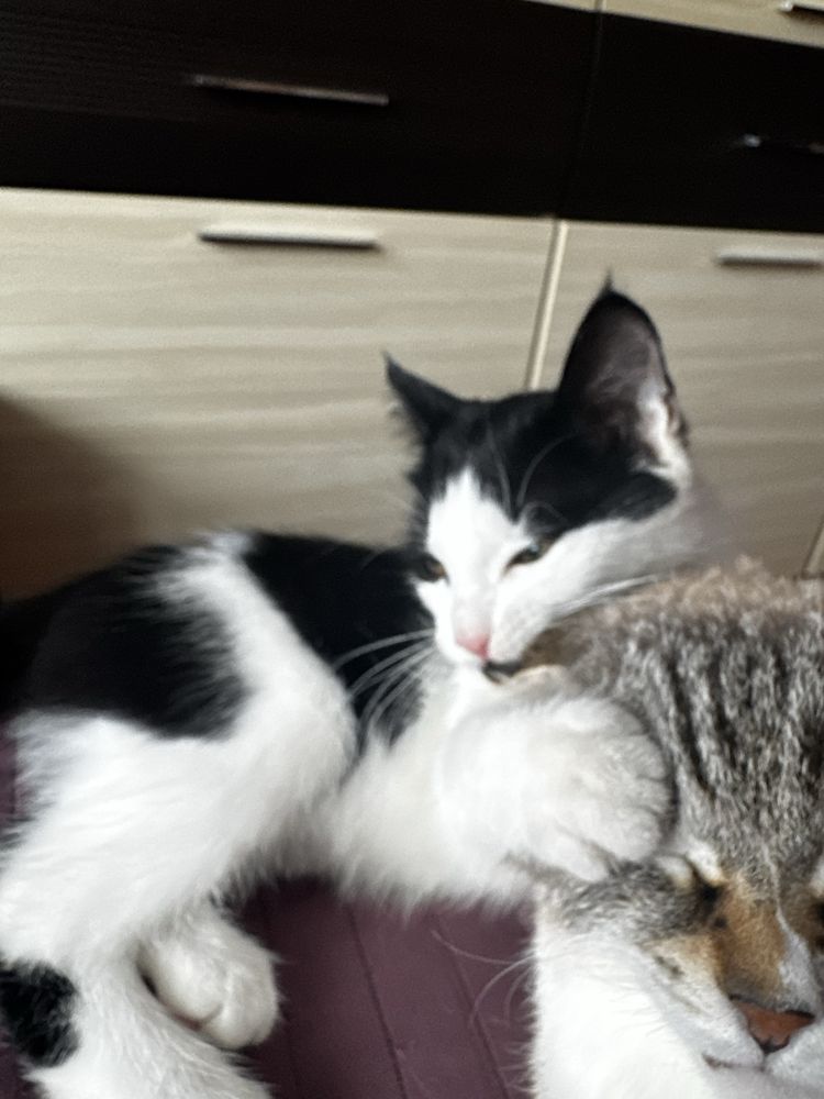 Отдам котенка  девочку