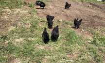 Oua Australorp / Italian Potârnichiu