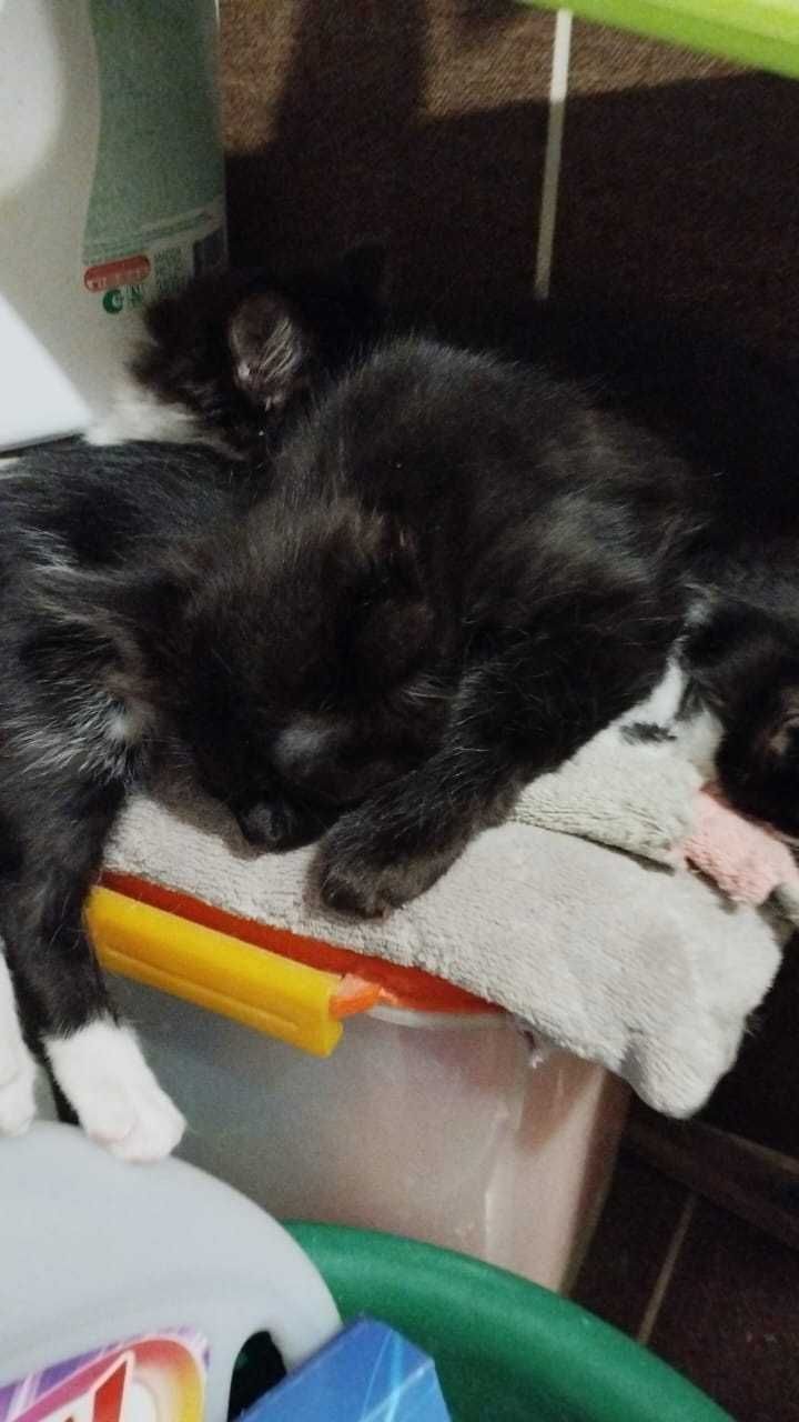 Котенок в добрые руки, 2,5 месяца