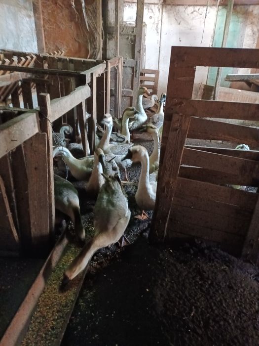 Vand Gaste Americane