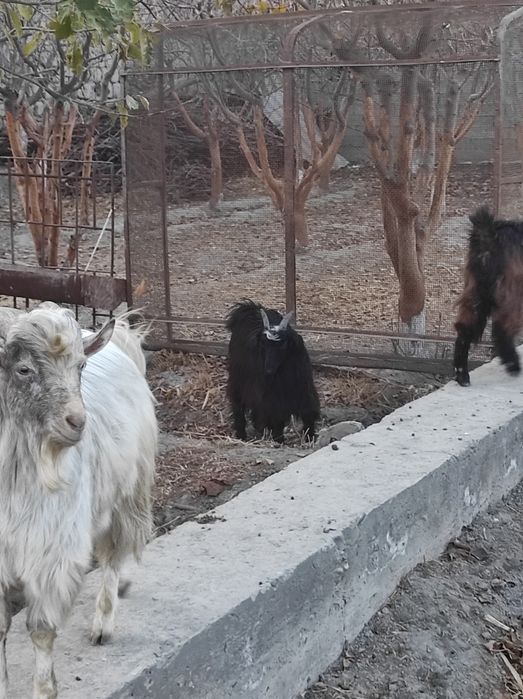 Assalom aleykum zòr semirgan echkilar soltiladi