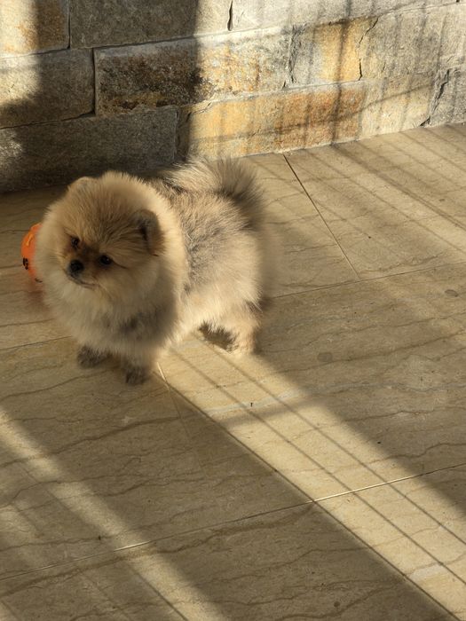 Мини Померан момче