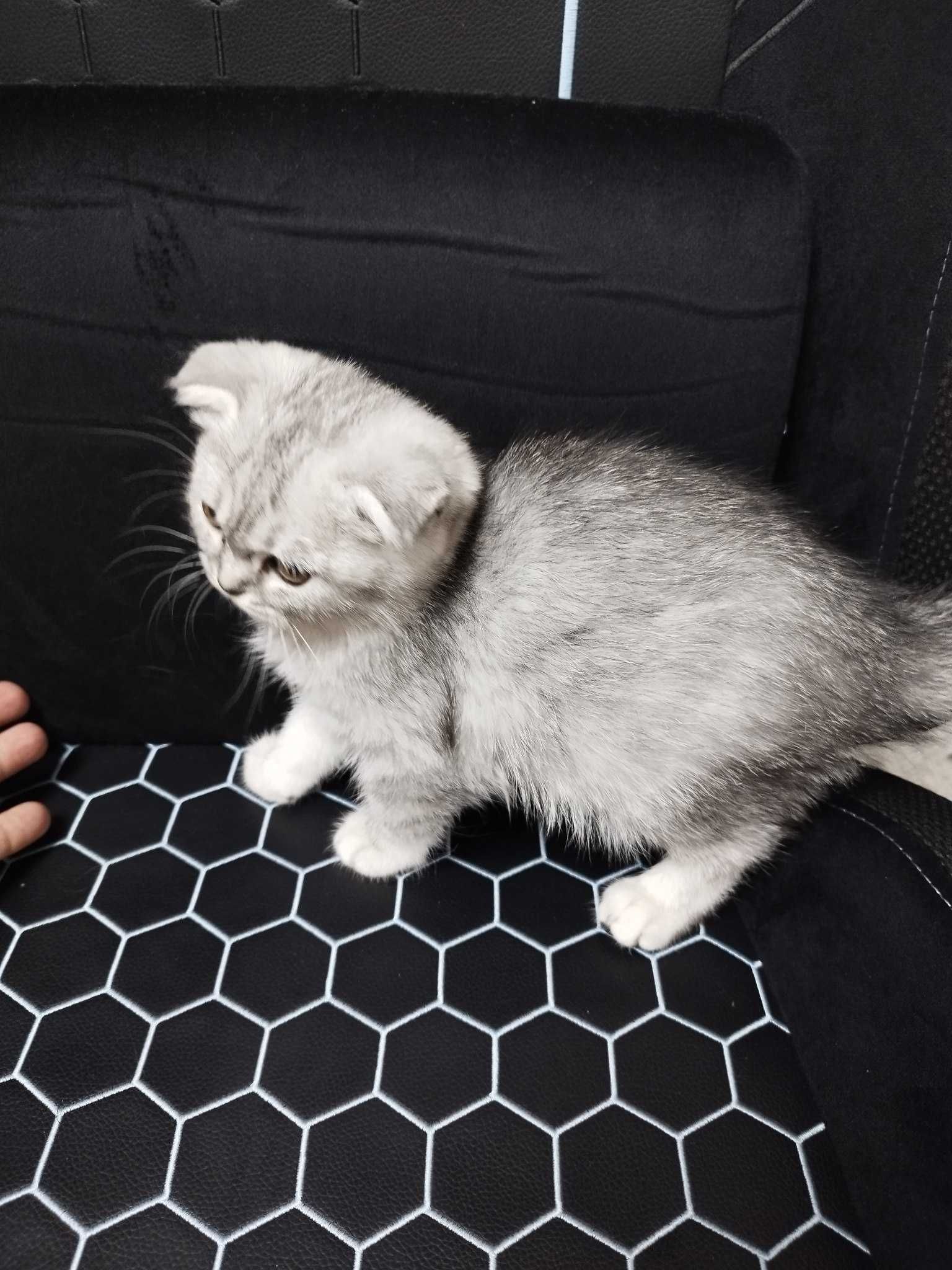 Срочно Продается кошка