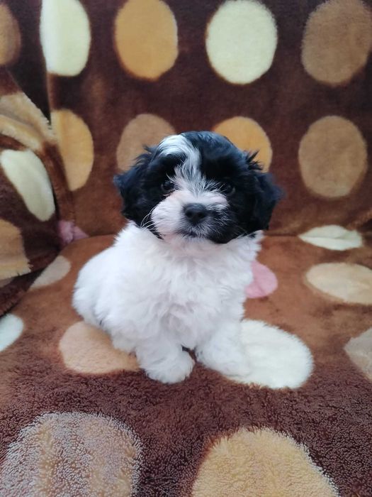 catel bichon havanez