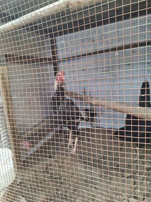 Дакан хороз сотилади