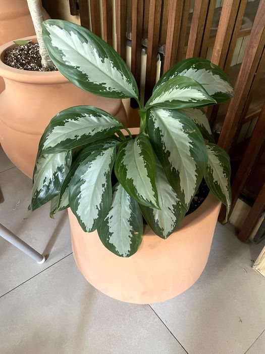 Продаются комнатные растения Замиокулькас, Аглаонема, Фикус, Шеффлера