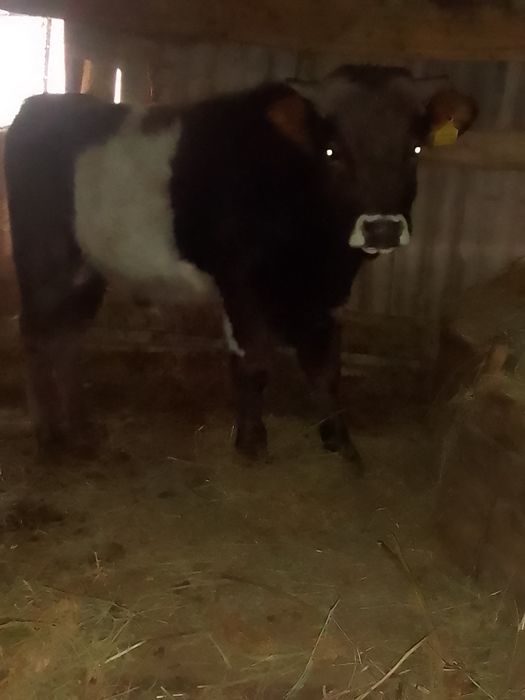 1,5 года бык продаётся