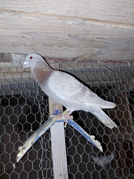 Vând porumbei voiajori