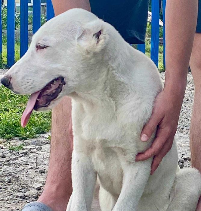 шикарный тяжелый подрощенный щенок алабая