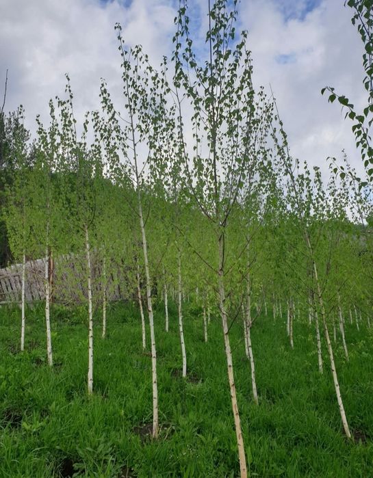 Plante ornamentale, mesteacăn alb decorativ tei pret minim