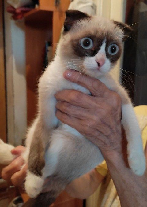 Отдам собачек и кошку