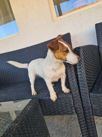 VAND Jack Russell