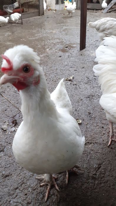 Gaini si cocosi americani