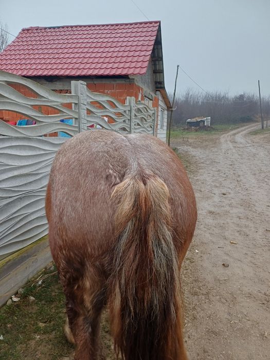 Manz de vanzare de un an si 7 luni