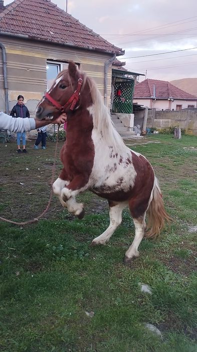 De vânzare trei mânji un cârlan de doi ani jumate și un ponei