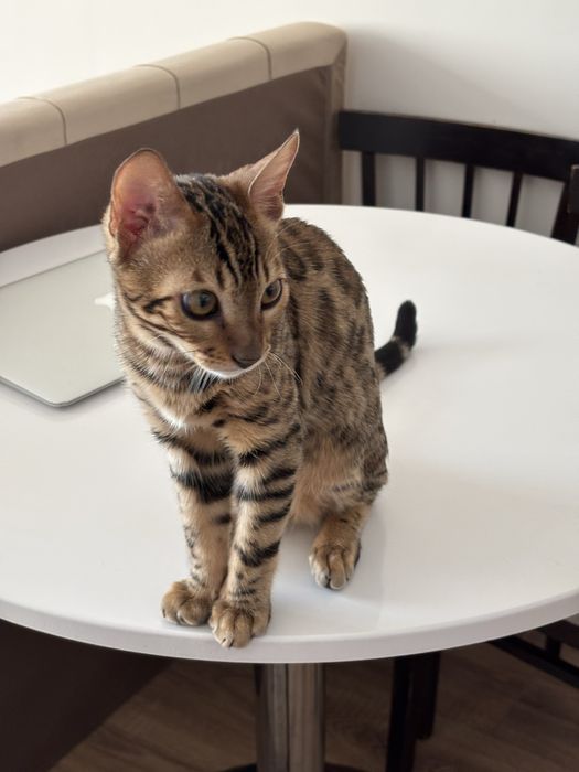 Бенгальский кот