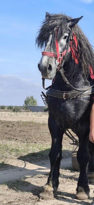 Vand armăsar greu de 4 ani jumate cu acte de Polonia și pedigree!