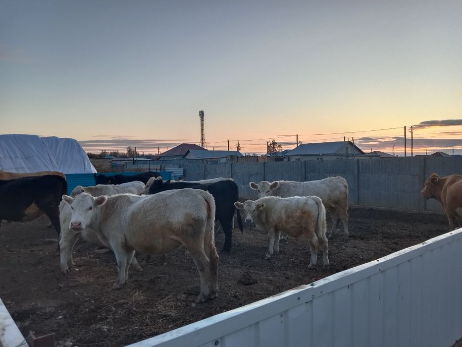 Продам Аулеколь ские