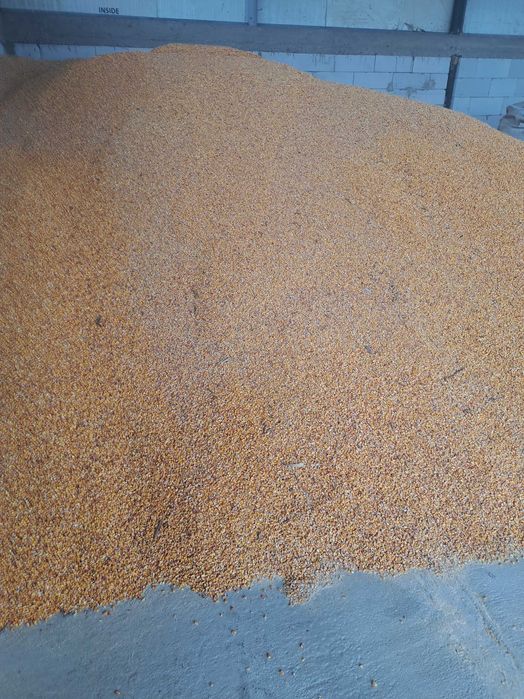 Porumb syngenta de vanzare
