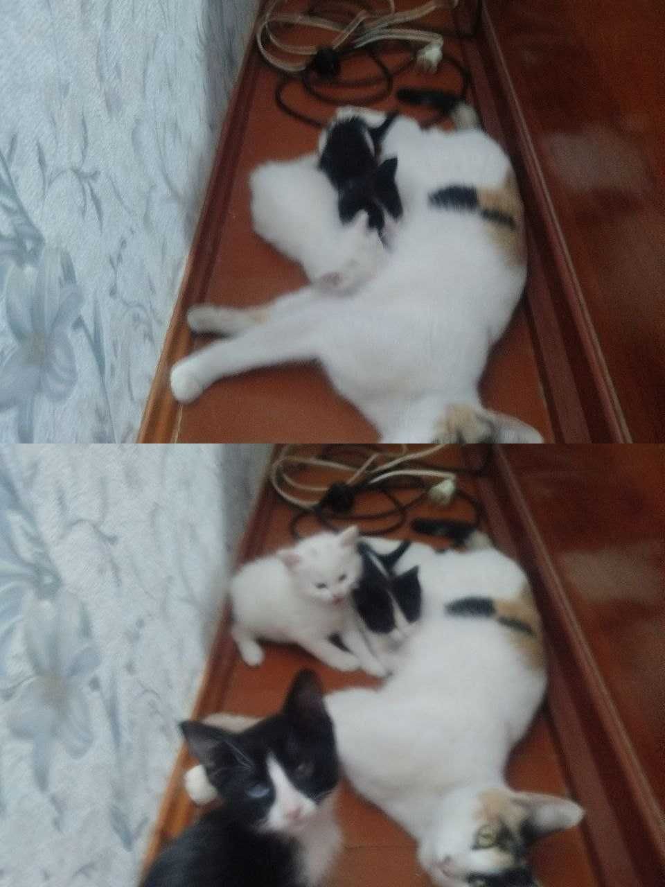 Отдам в хорошие руки катят