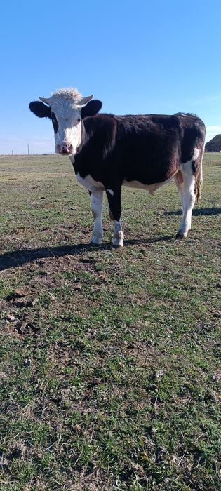 Vând viței de tăiat 20kg