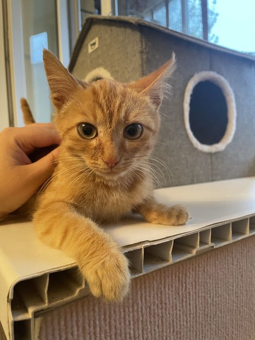 Астана. Котёнок 3 месяца