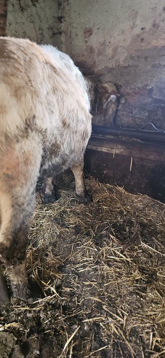 Vand taur  pt taiere