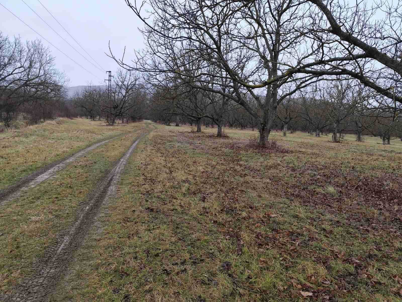 Продава се Орехова градина до РЕКА Тунджа в село Зимница, общ.Мъглиж.
